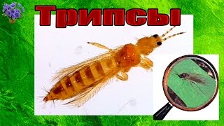Трипс вредитель комнатных растений. Как бороться в домашних условиях?