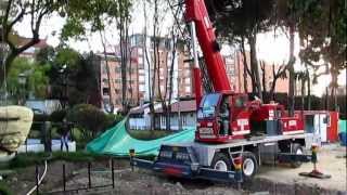 TRASPLANTE DE ARBOLES.