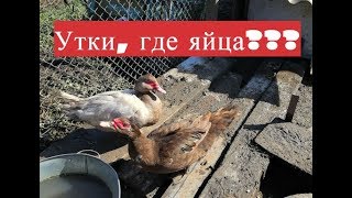 Мускусные утки - когда начинается сезон яйцекладки