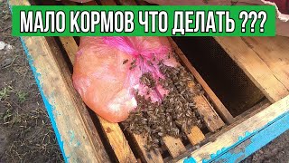 Пчелы активно берут подкормку в виде меда !!!