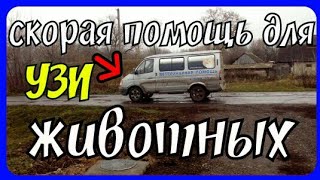 УЗИ для коров//определение стельности у коров//