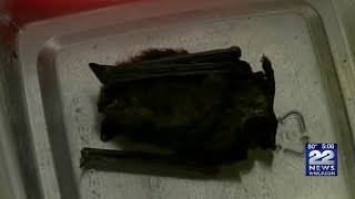 Longmeadow residents warned bats of bats with rabies