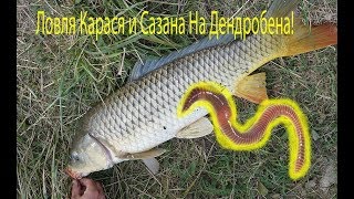 Ловля рыбы на червя дендробена! Реакция карася на дендробена!