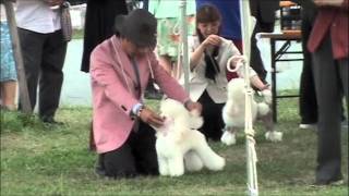 金子幸一先生VGS PURELYS MORE THE VIVID POODLES 2011 紅子号出産も！