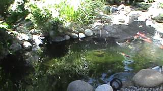 koi farm