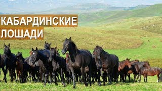 Ахмед Куашев. О достоинствах кабардинских лошадей. Мне подарили кабардинского жеребца!
