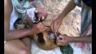 Castration of Goats- The Desi Operation