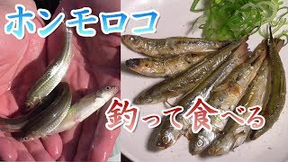 釣り。ホンモロコ釣って食べる。塩焼き。琵琶湖の春。　ウキ釣り。ぶっこみ釣り。大漁。川の小物釣り33。　琵琶湖 淡水魚 Fishing