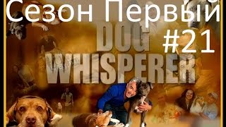 Переводчик с собачьего видео сезон 1 серия 21