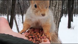 Толстая наконец объявилась. Голодная / Tolstaya finally showed up. Hungry