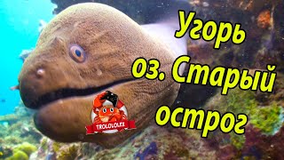 Русская рыбалка 4  Угорь на старом остроге  Russian fishing 4
