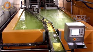 Cheese factory. The amazing process of making cheese