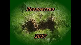 Роеловство. Собираю бродячих пчел.