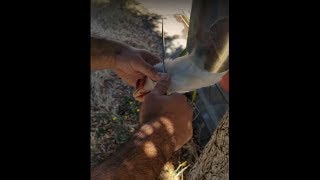 How to Kill A Chicken Humanely