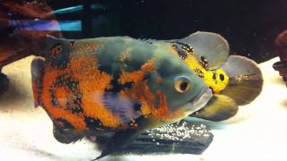 Oscar Fish - Breeding - Laying Eggs