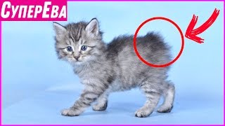 Котопёс или кошка, которая не боится собак. Дикая порода кошек "Курильский бобтейл".