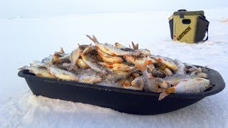 Набомбил ПОЛНЫЕ САНИ ЖИРНОЙ ПЛОТВЫ