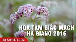 4 cánh đồng tam giác mạch ĐẸP NHẤT ở Hà Giang 2017 | Du lịch Hà Giang