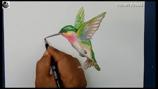 Draw and painting Hummingbird step by step || Drawing Hummingbird Bird