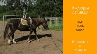 Аллюры | Как передвигается лошадь | шаг рысь галоп