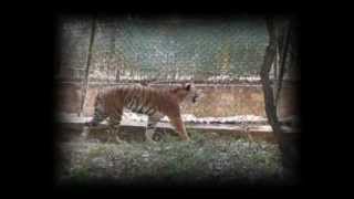 Palamau Tiger Reserve