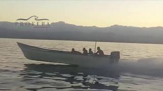 Aseguran PROFEPA, SEMAR y Gendarmería embarcación por pesca ilegal en  Alto Golfo de California
