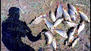 Рыбалка на сазана в большой луже. Ловля на макуху (жмых). Отличный клёв. Рыбалка на мотоцикле.