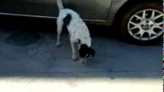 Cachorro maluco no posto de combustível - Muito Engraçado!