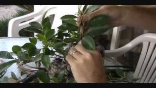 Ginseng Ficus Revisit
