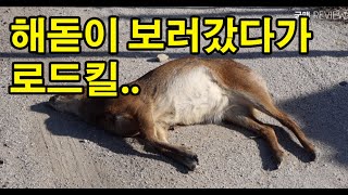 새해 해돋이 보러 강원도 갔다가 로드킬을...고라니야 미안..