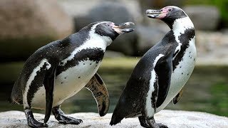 Сафари-парк Рамат Ган Израиль. Пингвины готовятся к обеду