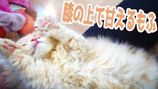 膝の上で甘えるもふもふ子猫がかわいかった　もふもふもふも