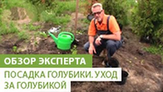 Посадка голубики. Уход за голубикой.