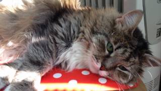 Кем были мои коты в прошлой жизни. Рассказ экстрасенса.