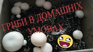 Шампіньйони в домашніх умовах. Вирощування грибів, набір печериці. Выращивание грибов дома.