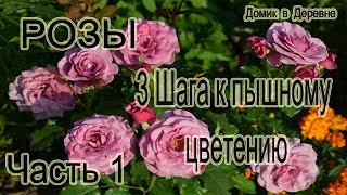 РОЗЫ!!!! 3 шага к пышному цветению!( ШАГ 1)