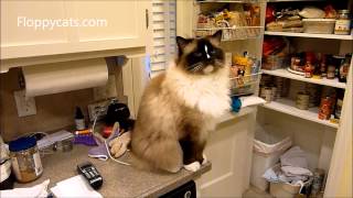 Ragdoll Cat Charlie Receives QuitIt Pet Noise Maker - ねこ - ラグドール - Floppycats