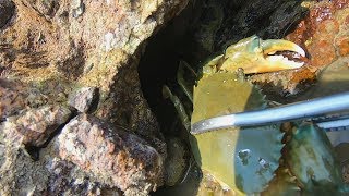 大叔赶海只想碰碰运气，却被石缝里藏的大家伙吓一跳，抓到不想走