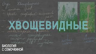 Хвощевидные