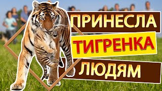 Как тигрица Скарлетт малыша принесла показать. Тайган | Tigress has brought to show a tiger cub