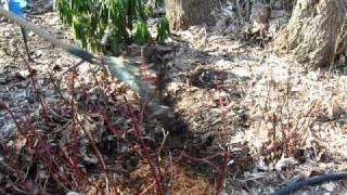 Urban Jungle - Spring Cleanup