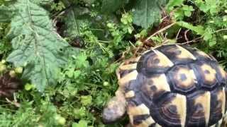 ヒガシヘルマンリクガメ_屋外飼育場にて-01【Eurotestudo hermanni】#ゆるゆるリクガメ飼育