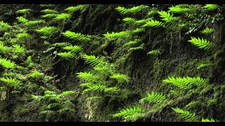 4K Japan Prajna-Paramita Hrdaya Sutram - Imee Ooi - Canon EOS-1D C VIDEO  ( - RINNE - )