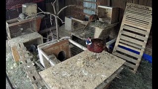 Фазаны в домашних условиях. Смотреть вольер для фазанов