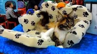 ROYAL CANIN . Выставка кошек GRAND - PRIX .