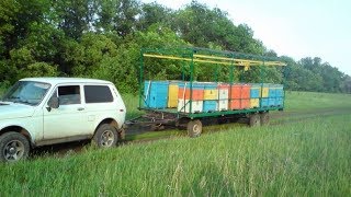 КОЧЕВКА. перевозить пчел к медоносам или нет? Правильное решение.