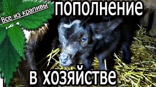 Пополнение в семье. Козы в хозяйстве. Жизнь в деревне. Все из крапивы