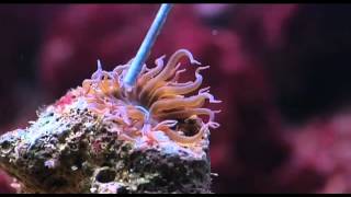 Red Sea Aiptasia-X