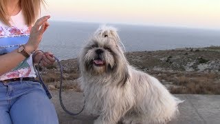 Как приучить собаку к туалету на улице - Продолжение