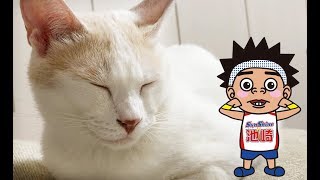 【池崎猫動画】超絶怒涛の癒し猫！ふうらい絵巻~其の壱~